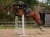 sportive-black_jump-saddle-pad1.webp