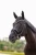 10084_097_05.webp