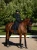 black-glimmer4.webp
