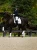 white-perfection-silver_dressage-saddle-pad2.webp