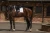 dressage-saddle-pad-white-perfection-silver.webp