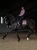 anemone-dressage-saddle-pad-dressyrschabrak-dressurschabracke-dressuur-zadeldekje-on2.webp