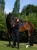 royal-classic-jump5.webp