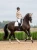 equestrian-stockholm-dressage-saddle-pad-_sand-modern-white-full-4.webp