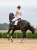equestrian-stockholm-dressage-saddle-pad-_sand-modern-white-full-2.webp