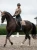 champagne-dressage-saddle-pad-dressyrschabrak-dressurschabracke-dressuur-zadeldekje.webp
