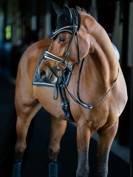 black-edition-dressage.webp