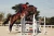 bordeaux-saddle-pad-jump-equestrian-stockholm-1-1.webp