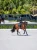 black-dressage-saddle-pad2.webp