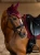 ear-bonnet-bordeaux-2.webp