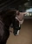 hovchampagnehuva.webp