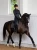 black-edition-ear-bonnet4.webp