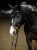 black-silver-ear-bonnet2.webp