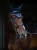 royal_classic_huva_hov.webp