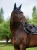 royal-classic-ear-bonnet2.webp